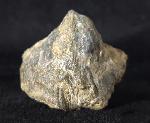 Syringothyris cf. cuspidata (MARTIN 1796) - Bild © FossNet FossilienStore
